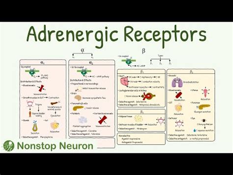 beta and alpha receptors|14.4B: Adrenergic Neurons and Receptors .